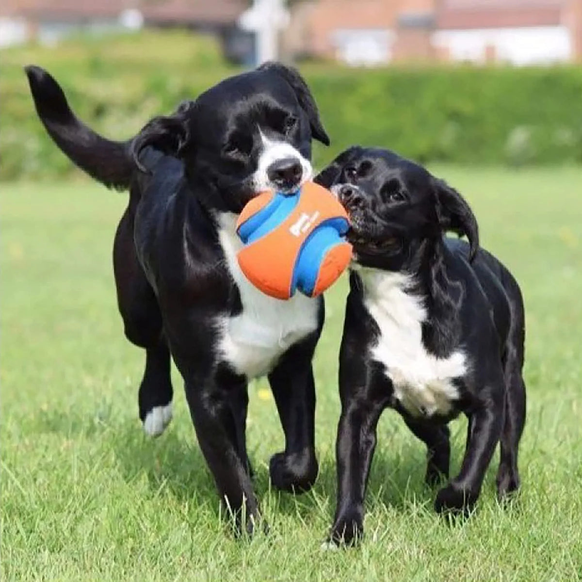 Large Kick Fetch Ball Dog Toy (8 Inch) P67319