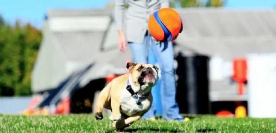 Large Kick Fetch Ball Dog Toy (8 Inch) P67319