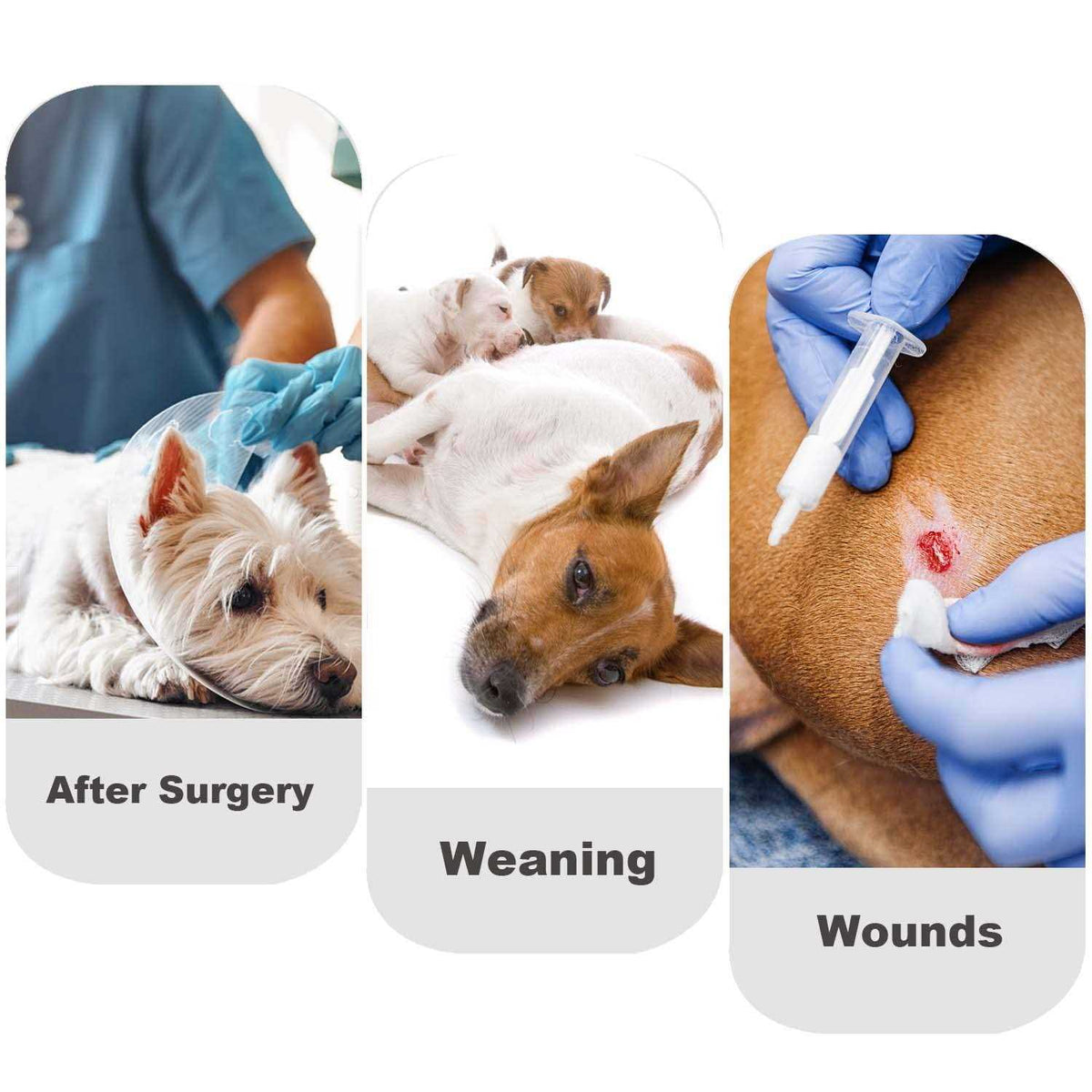 Dog Diapers Sanitary Panties Pet Recovery Suit I129