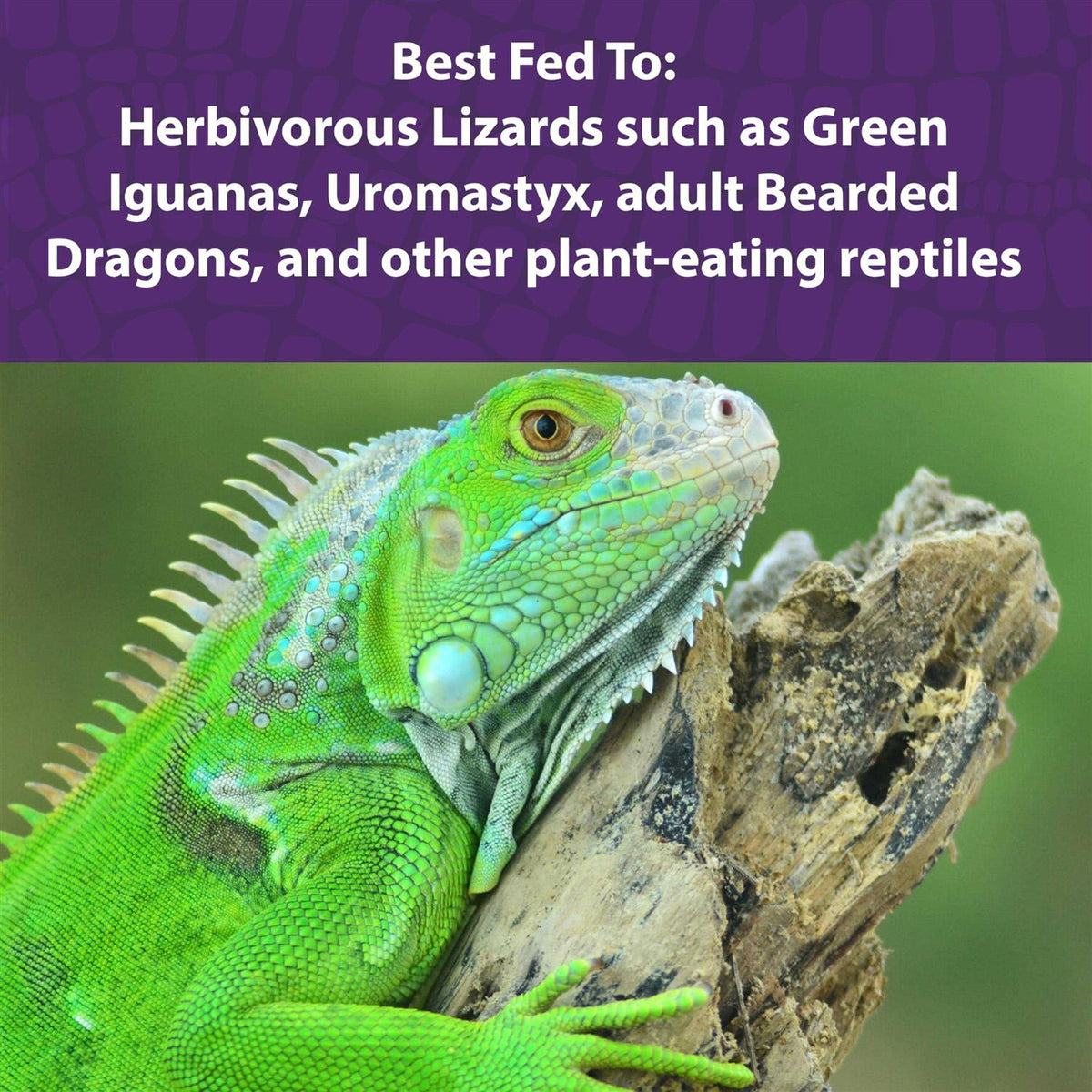 Herbivorous Reptile Diet M801