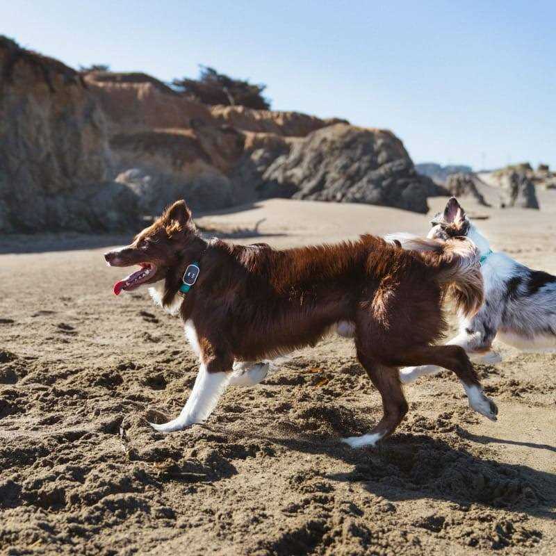 GPS Dog Tracker & Activity Monitor U565924