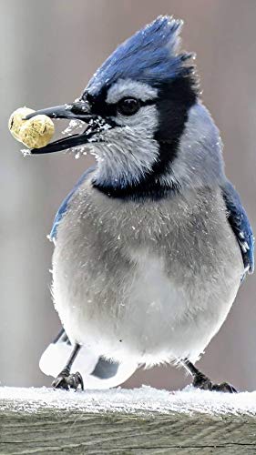 Bird Feed 10 lb H1322